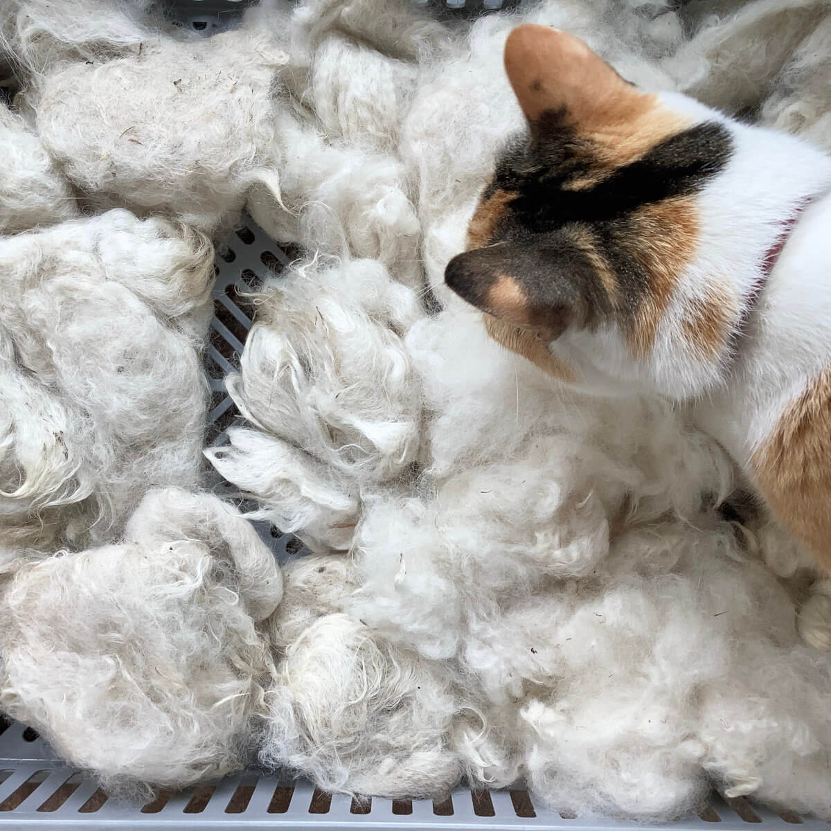 Drying the fiber